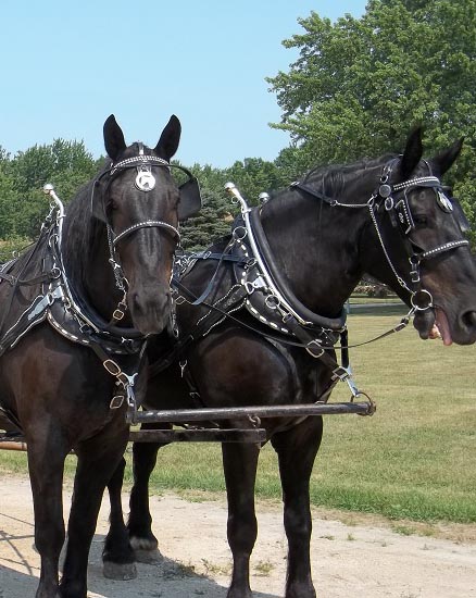 Messersmith Draft Horses, Hampton, Iowa, USA